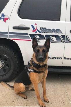 K9 Jaxx